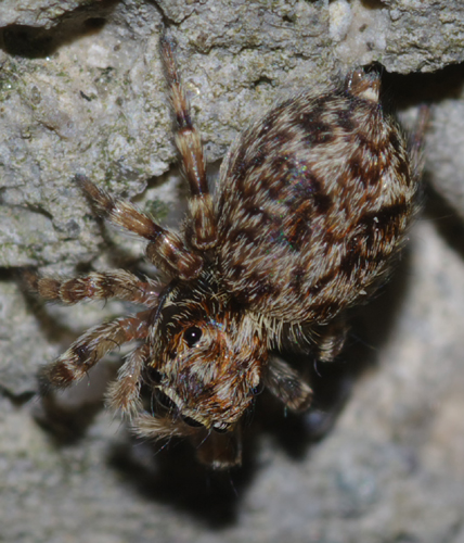 Pseudeuophrys sp.
